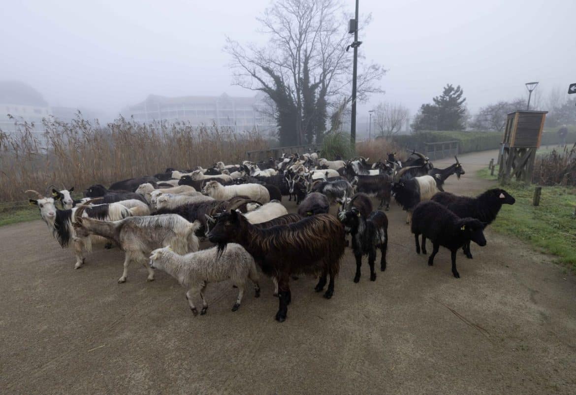 La transhumance se prépare à Pornic